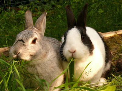 Raising Rabbits for Beginners Image